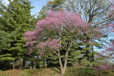 Basic Tree ID