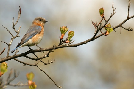 The Secrets of Bird Identification (Online)