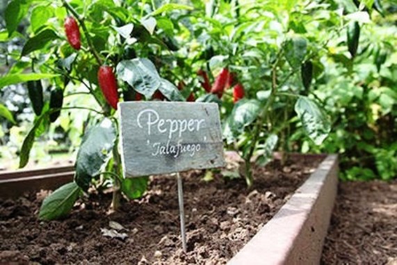 Growing a Productive Edible Garden (Online)