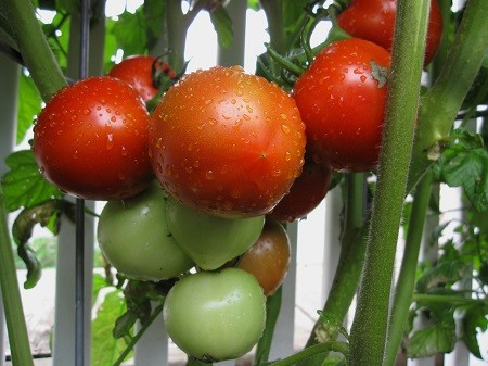 Grow Great Tomatoes