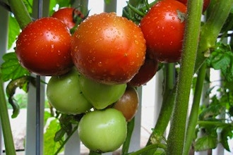 Grow Great Tomatoes