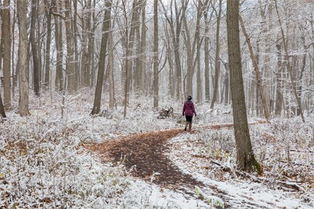 Forest Therapy Winter Walks