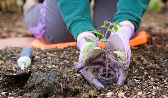 Square Foot Gardening