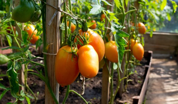 The Complete Organic Garden: Sustainable Gardening