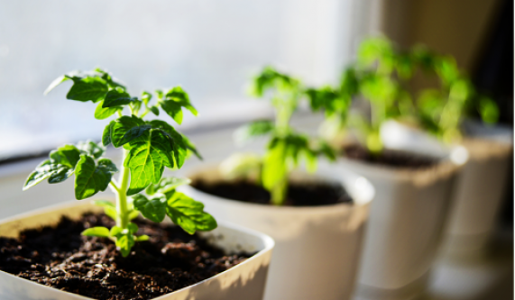 How to Manage Problems with Pests