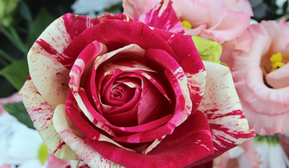 Disenos Florales II