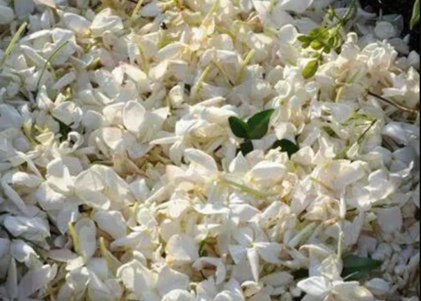 Three Flowers, One Sunday: Jasmine