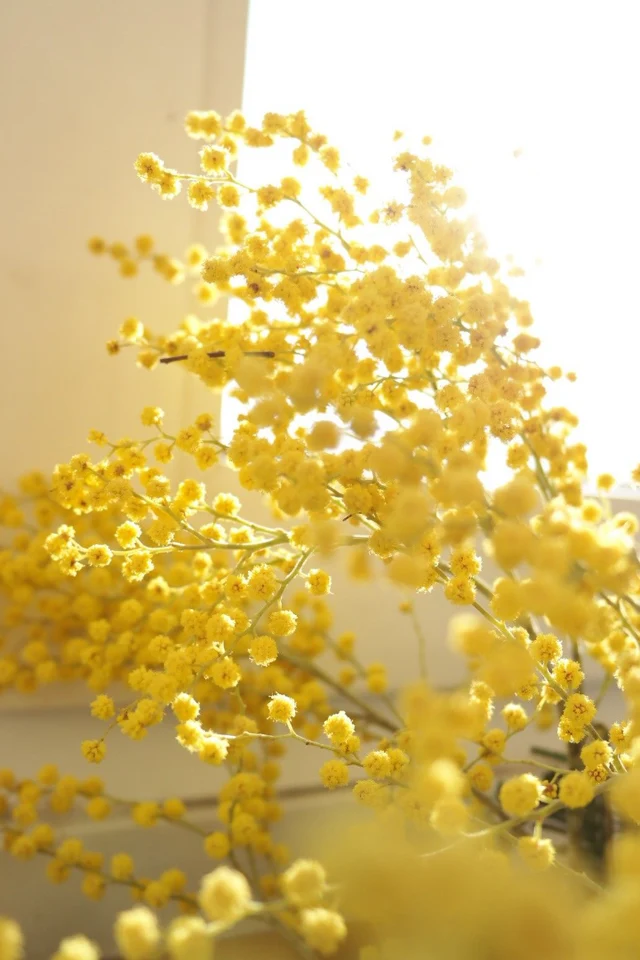 Three Flowers, One Sunday: Mimosa