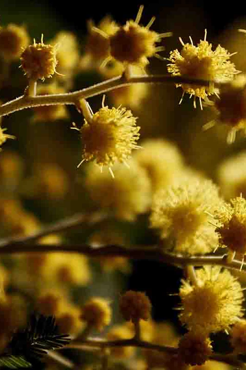 Nosedive Into Mimosa