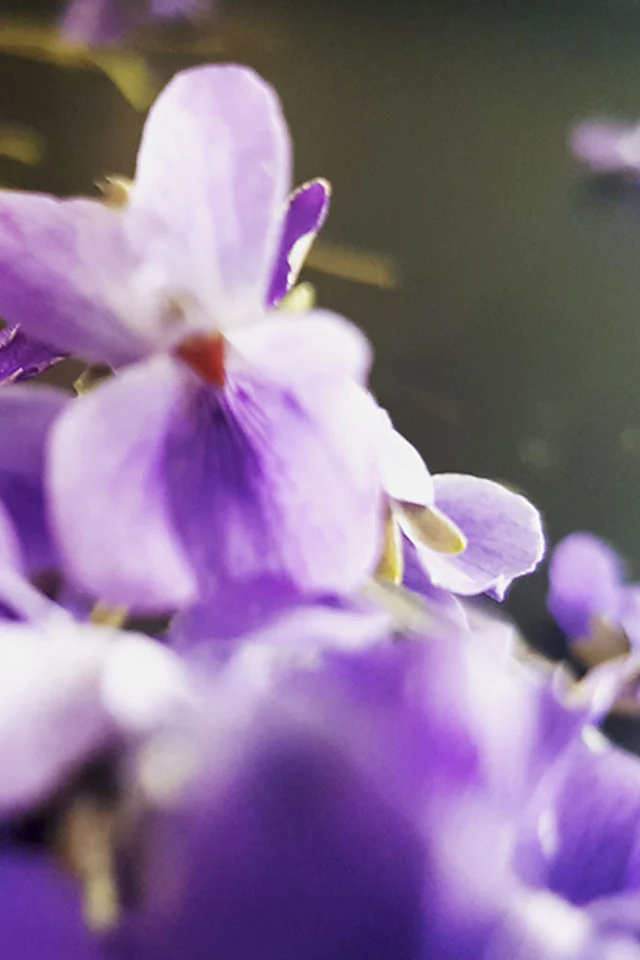 Nosedive Into Violet