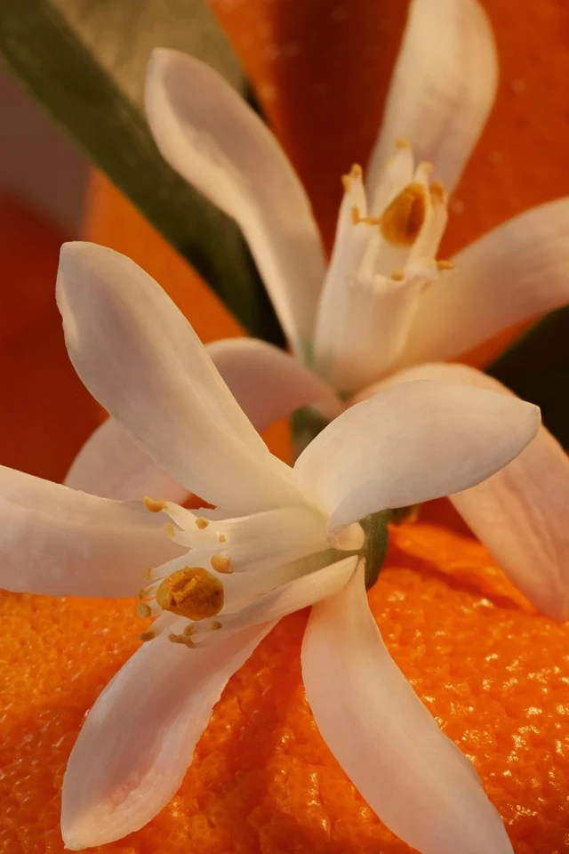 Three Flowers, One Sunday: Orange Blossom
