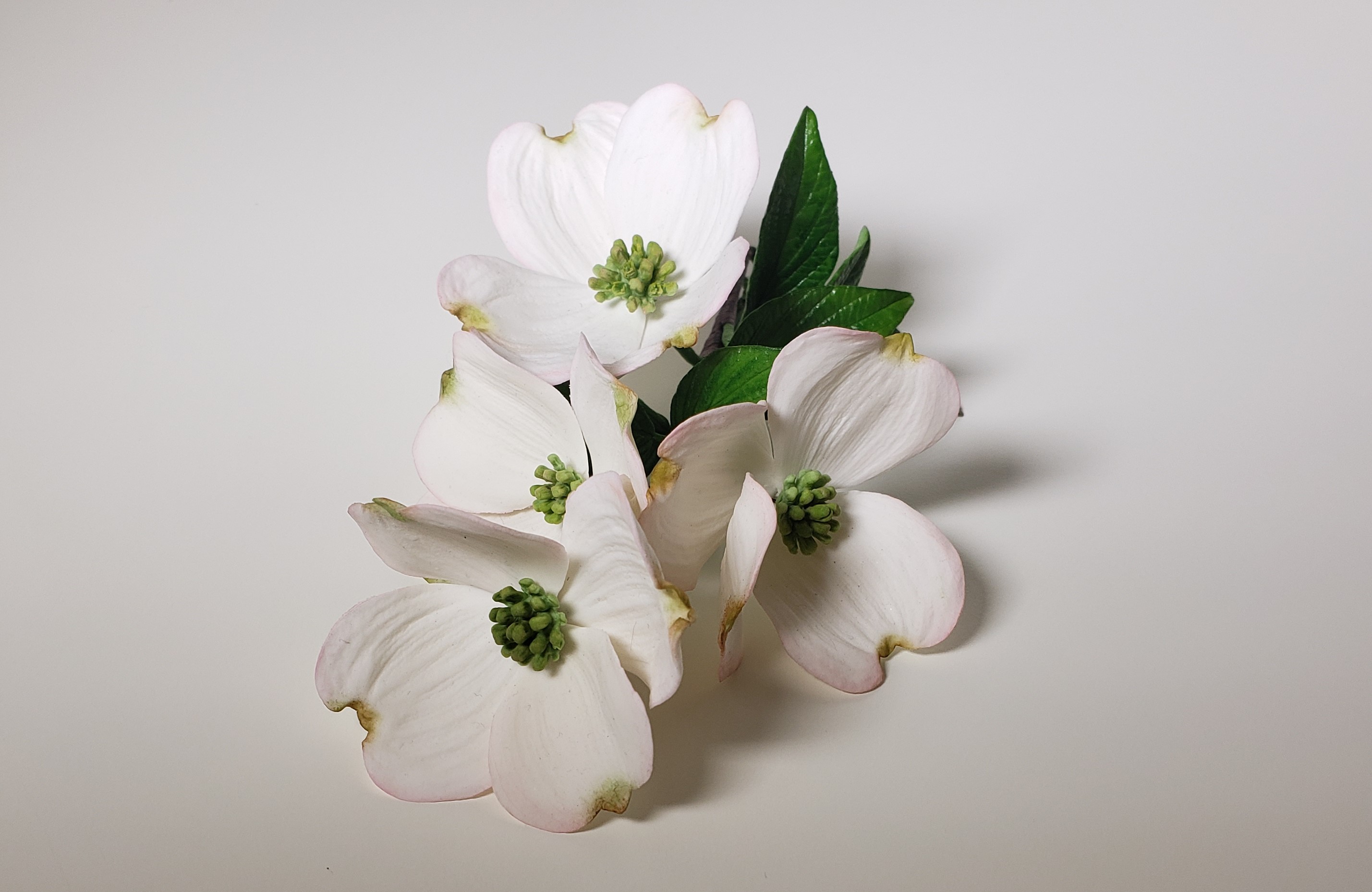Dogwood. Sugar flowers