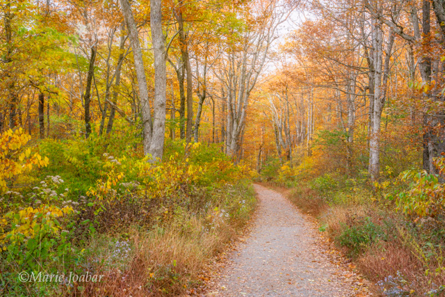 Autumn in the Shenandoah