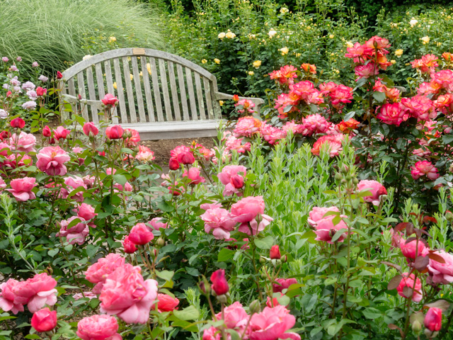 Early Morning Flower and Garden Photography