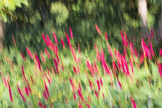 Create Impressionistic Images in the Garden