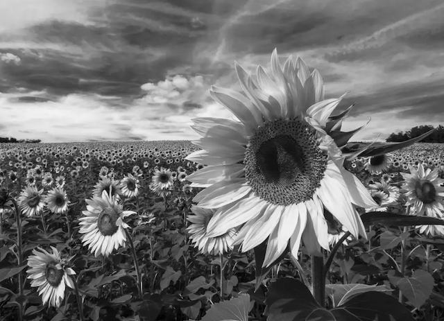 The Art of Black and White Photography
