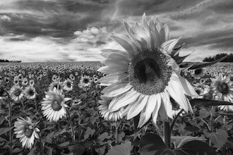 The Art of Black and White Photography