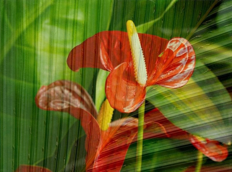 Smartphone Photo Magic: Creative Image Editing
