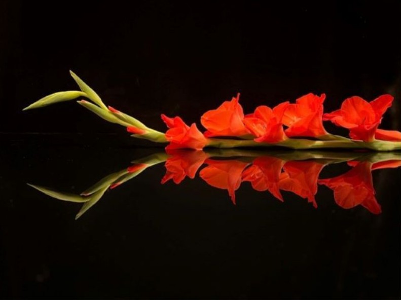 The Creative Art of Flower Photography