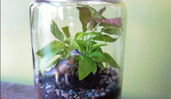 Moist Terrarium