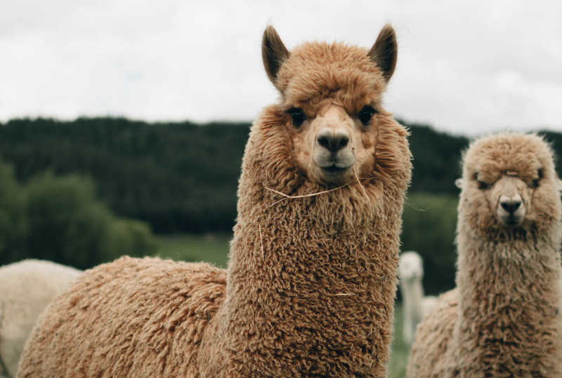 Llama Viewing