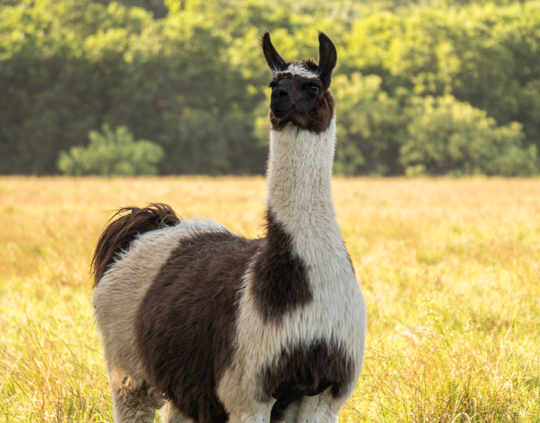 Llama Viewing