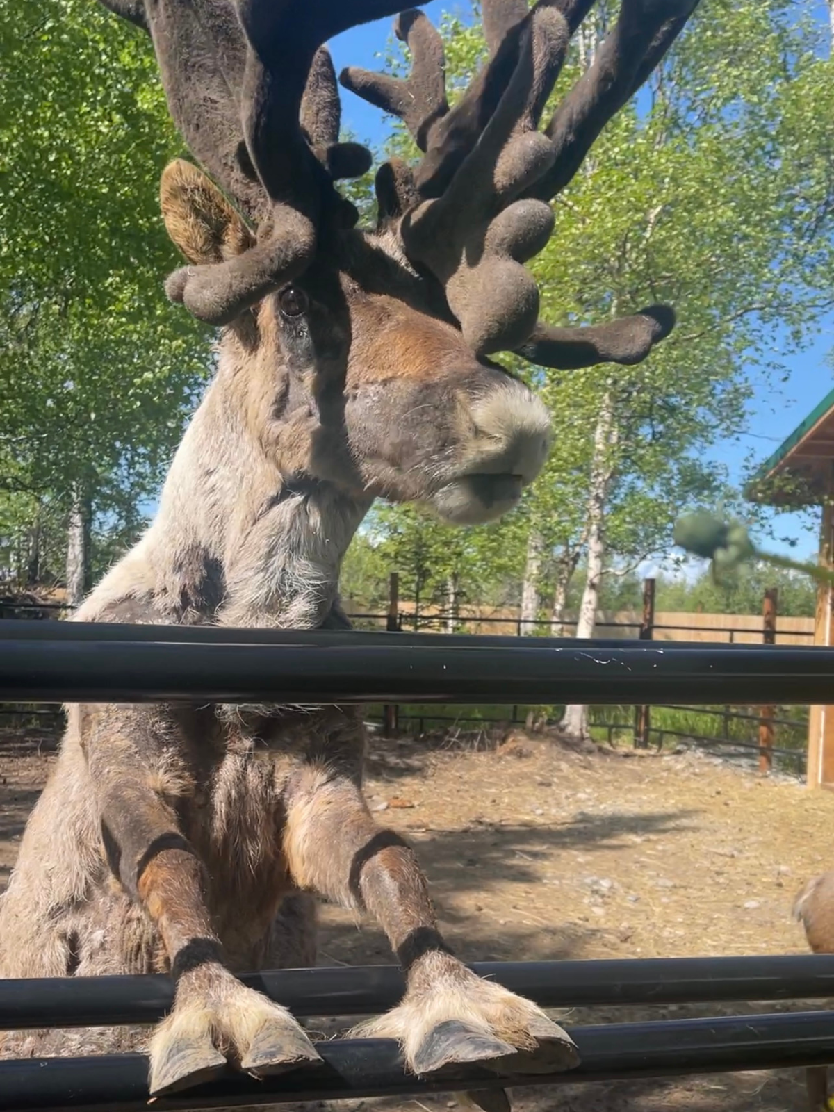Reindeer Viewing