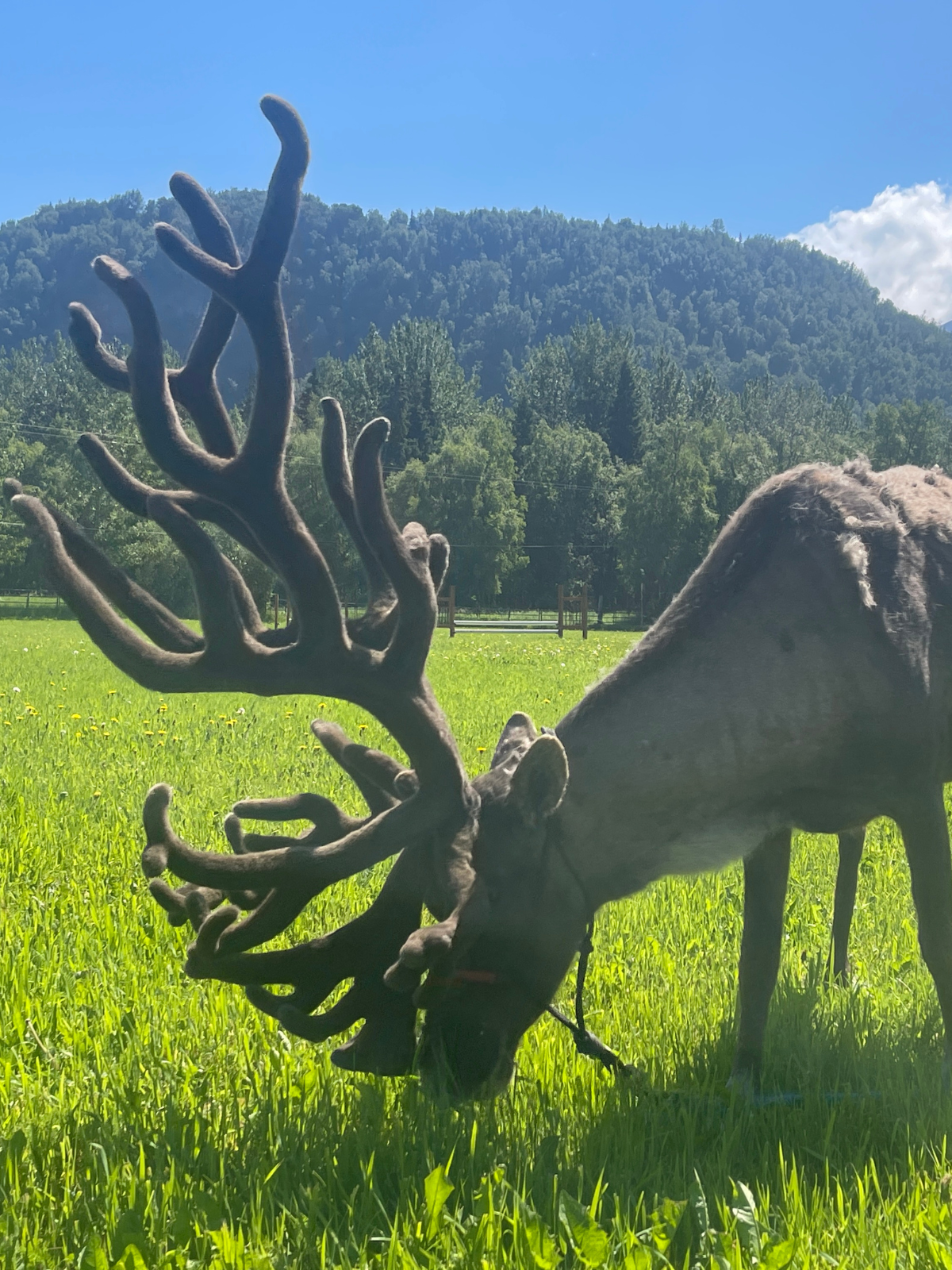 Reindeer Viewing