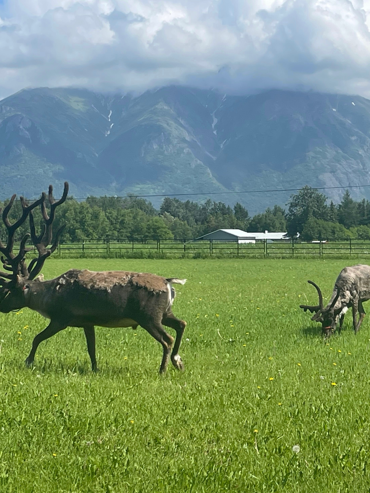 Reindeer Viewing