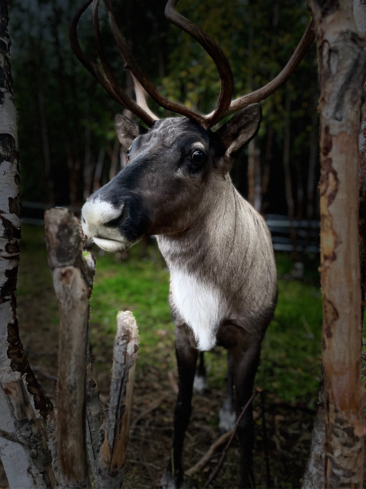 Reindeer Viewing