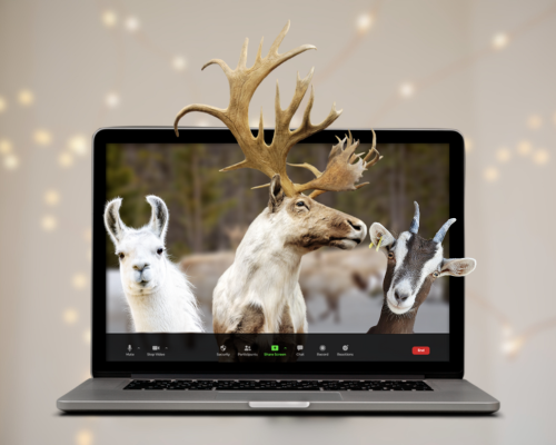 Reindeer Viewing