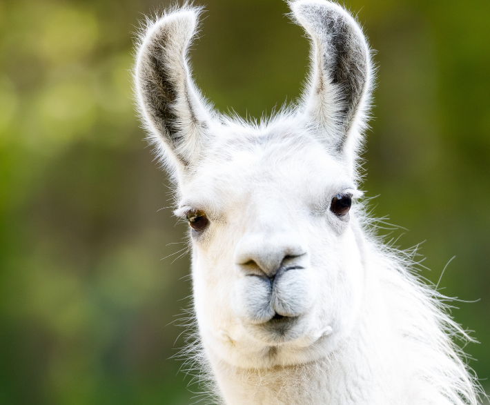 Llama Viewing