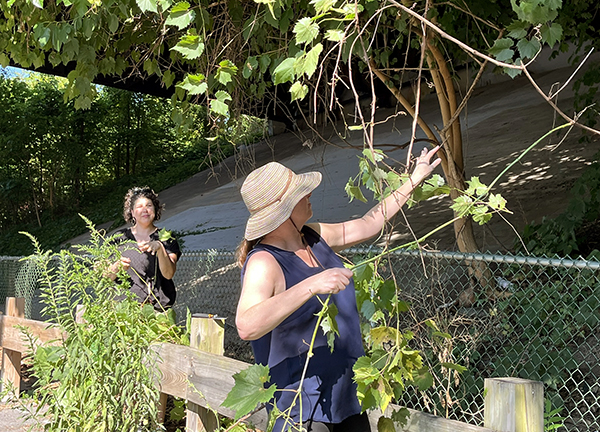 Basket Weaving with Invasive Plants
