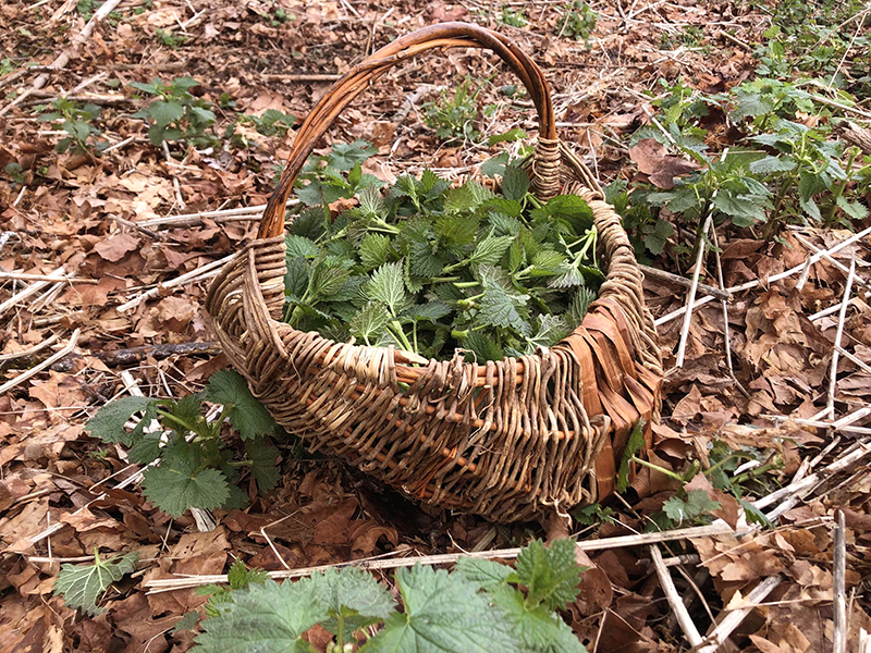 Basket Weaving with Invasive Plants