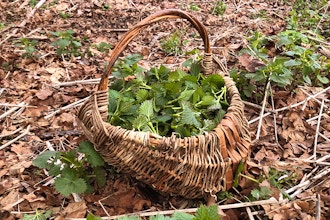 Basket Weaving with Invasive Plants