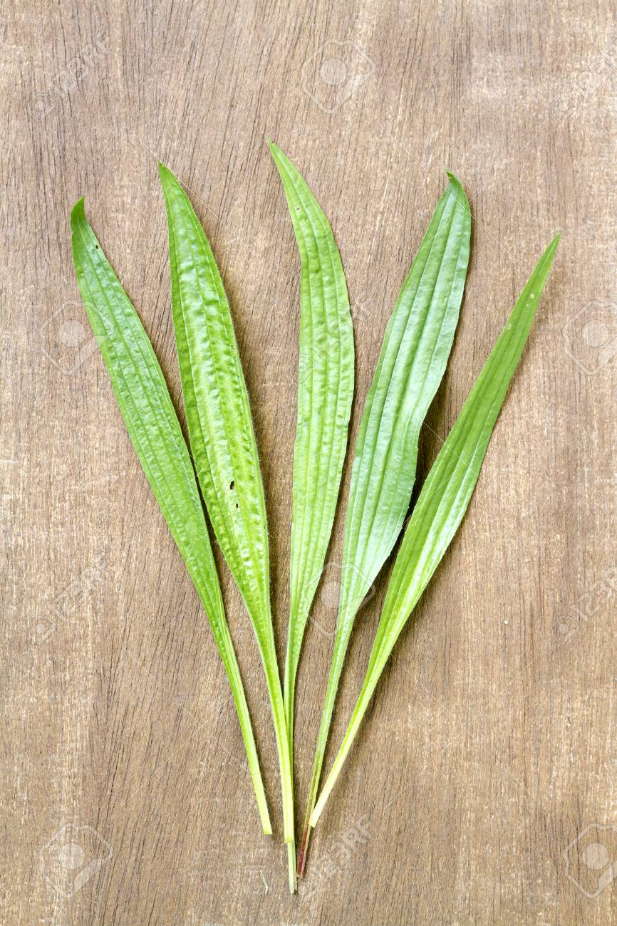 Herbs for Lung Health: Herbal Meds for Healthy Lungs