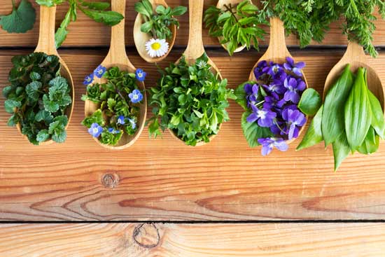 Herbs for Lung Health: Herbal Meds for Healthy Lungs