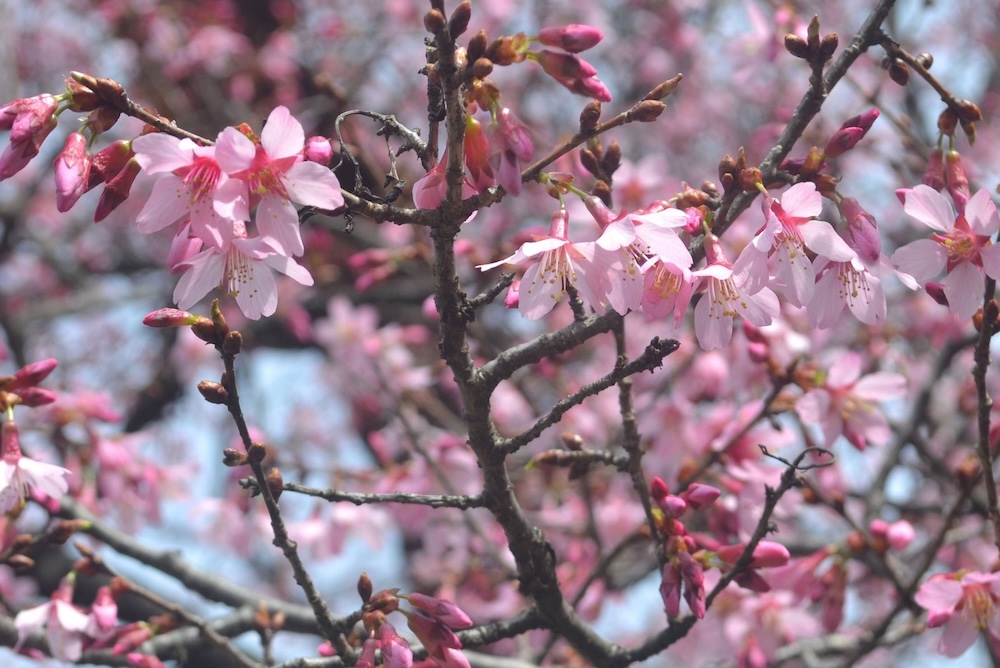 "Giants": An Afternoon of Art, Food & Flowers in Brooklyn