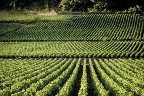 The Terroirs Of Savigny Les Beaune Tasting