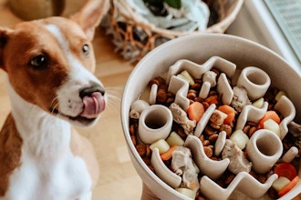 Hand-Building Ceramic Pet Bowls