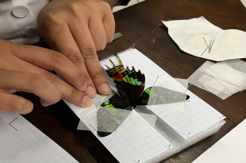 Butterfly Taxidermy