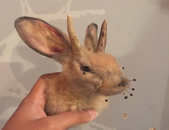 Rabbit or Jackalope Taxidermy
