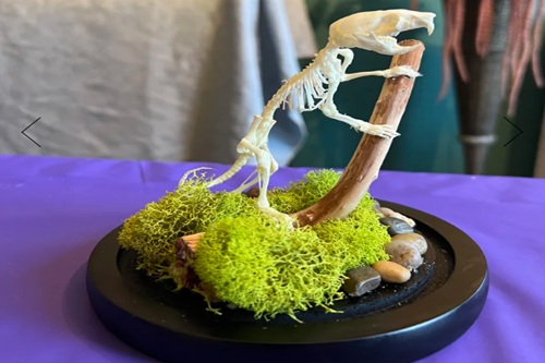Rat Skeleton Articulation