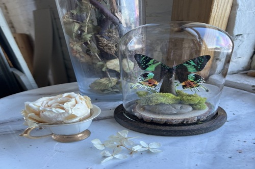 Sunset Moth Preservation and Display Dome