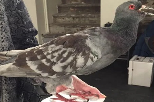 Pigeon Taxidermy