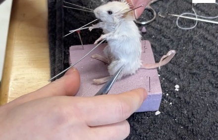 Mouse Taxidermy with Morbid Anatomy
