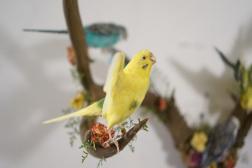 Parakeet Taxidermy