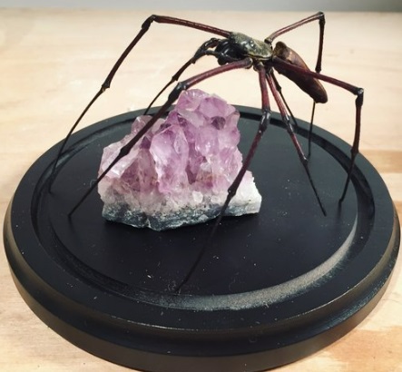 Spider Dome Taxidermy with Morbid Anatomy