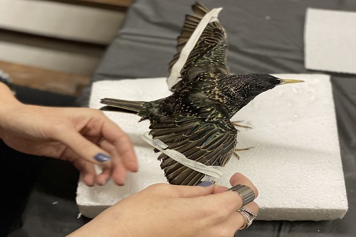 Starling Bird Taxidermy