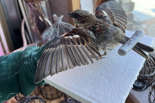English Sparrow Taxidermy